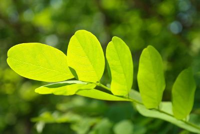 green leaves in the sun