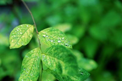 dew on young leaves