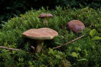 mushrooms in green brush