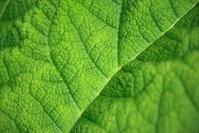 close up of a leaf