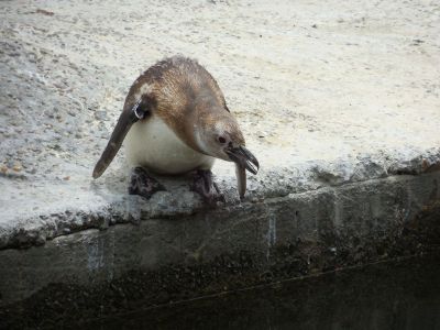 penguin on ledge