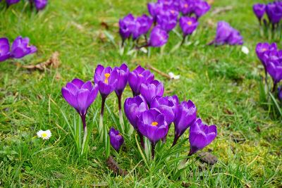 blooming tulips