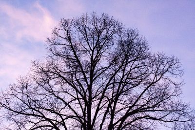 giant leafless tree in purple sky