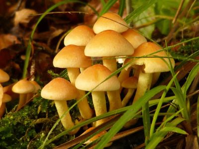 mushrooms in dirt