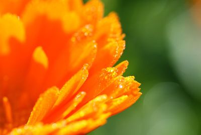 closeup of orange flower