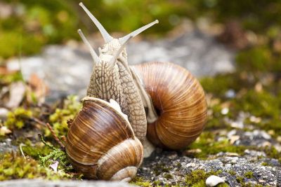 snails making love