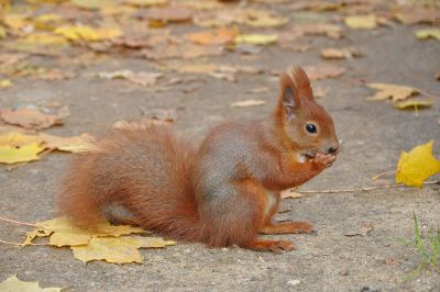 red squirrel eating a nut