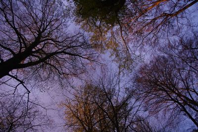 an upshot of trees