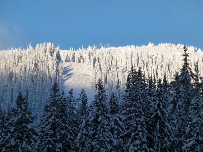 snowy winter trees