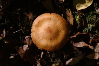 top of a brown mushroom