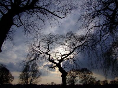 evening sky with tree silhouettes