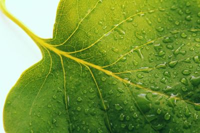 water drops on a leaf