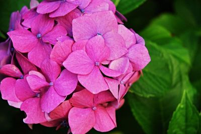 closeup of purple flowers