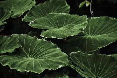 taro leaves in a patch