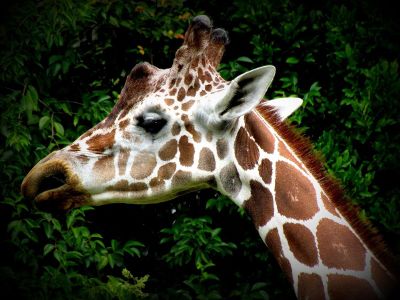 giraffe side profile