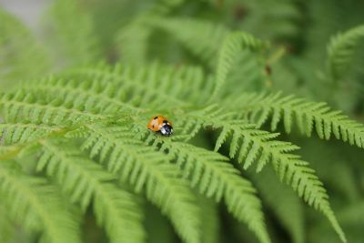 orange ladybug on fern leaves