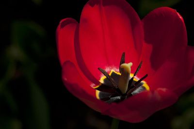 an isolated red tulip on black