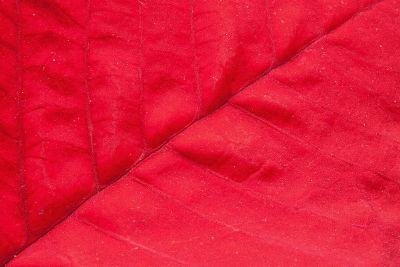 red leaf close up
