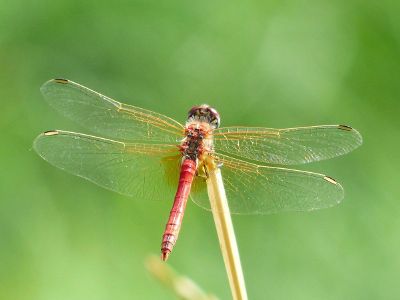 red and gold dragonfly