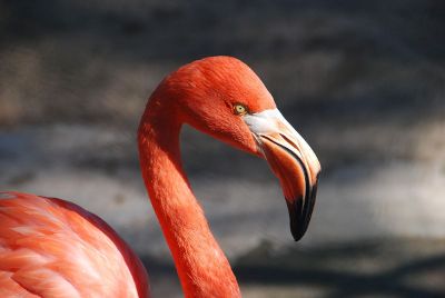 single pink flamingo