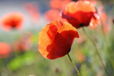 red orange flowers