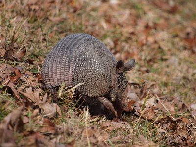 an armadillo in a field