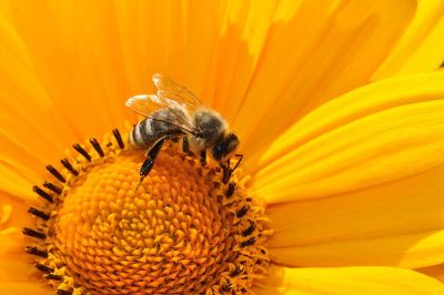 bumble bee on yellow flower