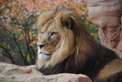 a lion laying on a rock