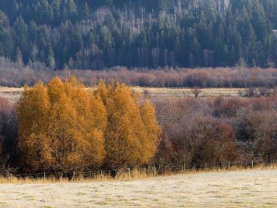 field with trees and grass