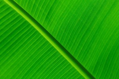 bright green leaf