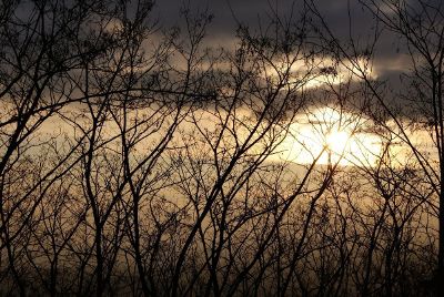 sunset behind trees