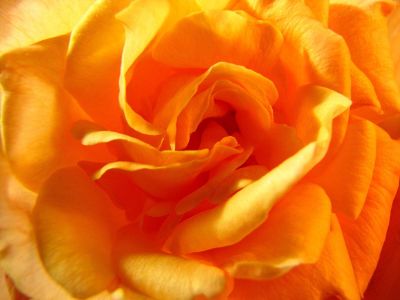 orange rose