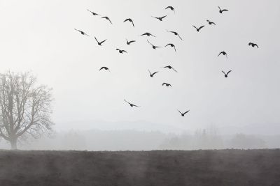 birds flying in mist