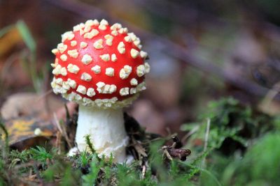 playful polkadot mushroom