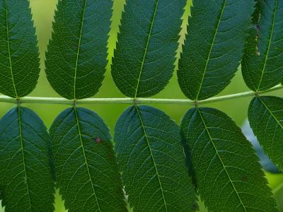 symmetrical leaves