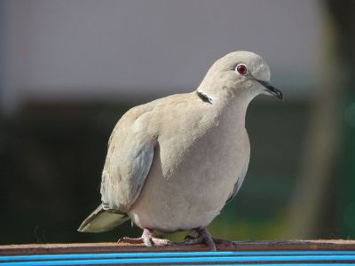 pigeon resting