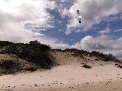 a seagull flying