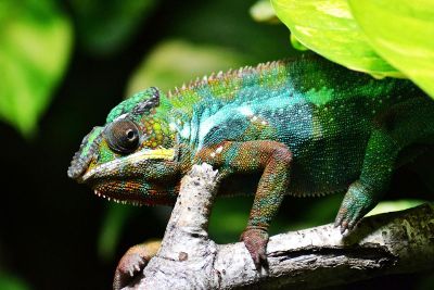 colourful chameleon body