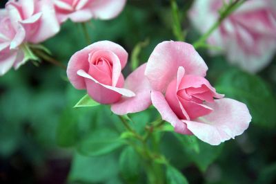 roses on a bush