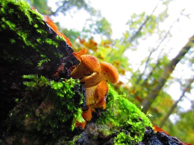 mushrooms on mossy tree