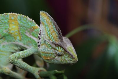 green chameleon holding a branch