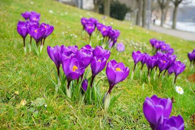 flowers on a hill