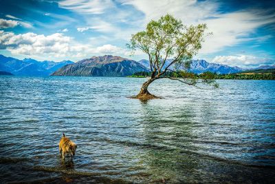 tree in lake