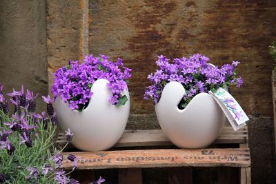 ornamental in pots with matching colors