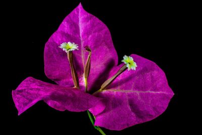 purple three petal flower
