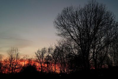 crimson sunset through trees