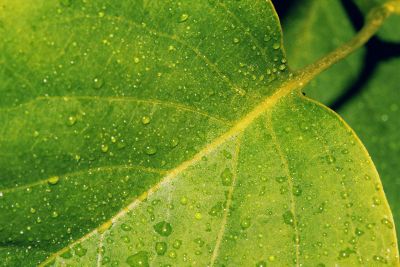 morning dew droplets on a leaf