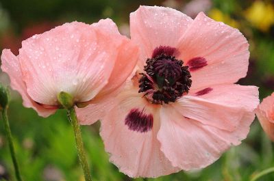 dew on flowers