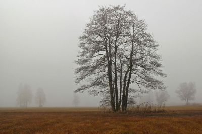 tree in fog