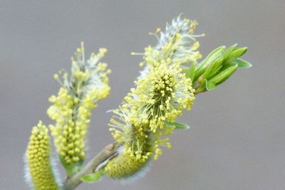 close up plants